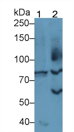 Follicle Stimulating Hormone Receptor (FSHR) Rat Polyclonal Antibody
