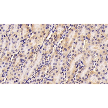 Free Fatty Acid Receptor 2 (FFAR2) Mouse Polyclonal Antibody