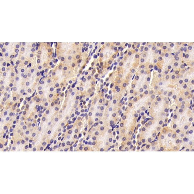 Free Fatty Acid Receptor 2 (FFAR2) Mouse Polyclonal Antibody