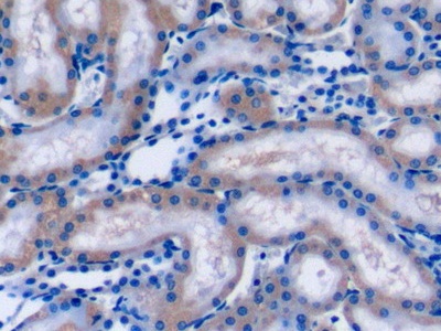 Amyloid Beta Precursor Protein Binding Protein 2 (APPBP2) Rat Polyclonal Antibody