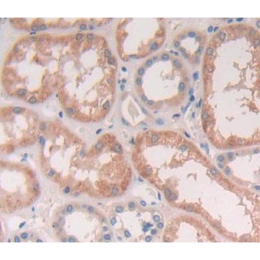Amyloid Beta Precursor Protein Binding Protein B2 (APBB2) Human Polyclonal Antibody