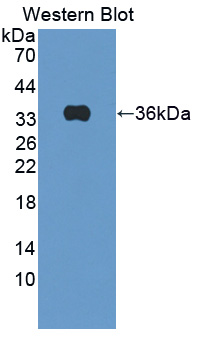 Amyloid Beta Precursor Protein Binding Protein B3 (APBB3) Rat Polyclonal Antibody