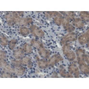 Calpain 5 (CAPN5) Mouse Polyclonal Antibody