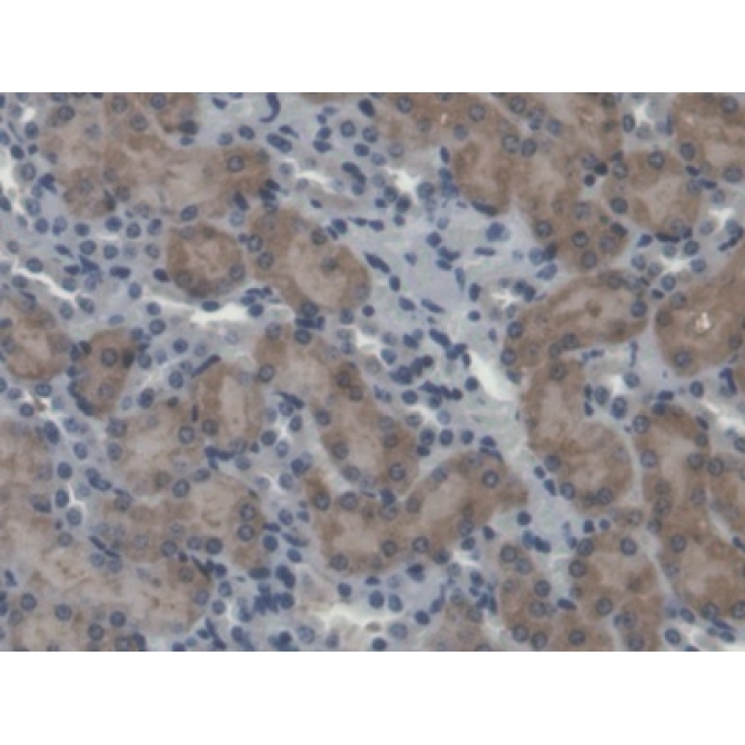 Calpain 5 (CAPN5) Mouse Polyclonal Antibody