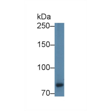 Calpain 9 (CAPN9) Human Polyclonal Antibody