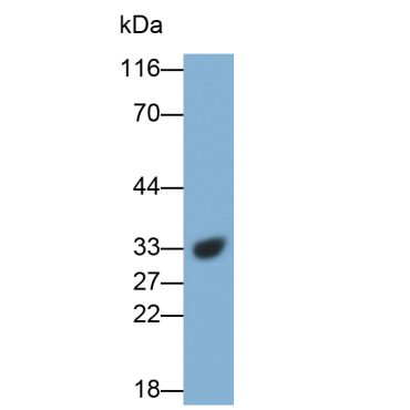 Cathepsin B (CTSB) Mouse Polyclonal Antibody