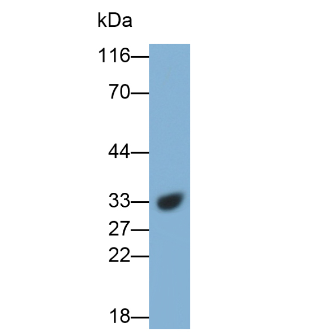 Cathepsin B (CTSB) Mouse Polyclonal Antibody