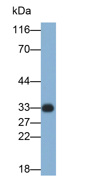 Cathepsin B (CTSB) Rat Polyclonal Antibody