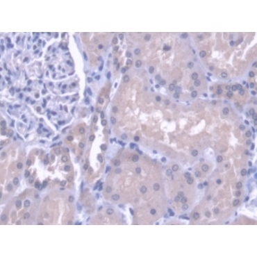 Cathepsin H (CTSH) Human Polyclonal Antibody