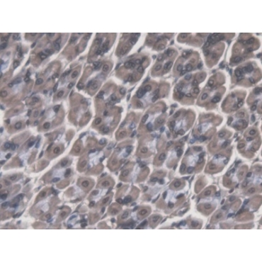 Cathepsin F (CTSF) Mouse Polyclonal Antibody