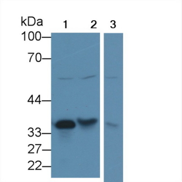 Cathepsin Z (CTSZ) Mouse Polyclonal Antibody