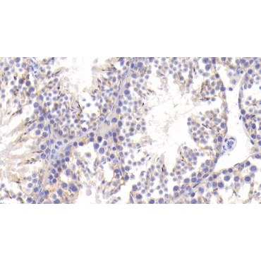 Microtubule Associated Protein 1B (MAP1B) Mouse Polyclonal Antibody