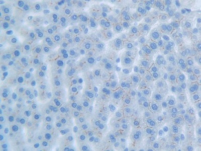 Carcinoembryonic Antigen Related Cell Adhesion Molecule 1 (CEACAM1) Rat Polyclonal Antibody