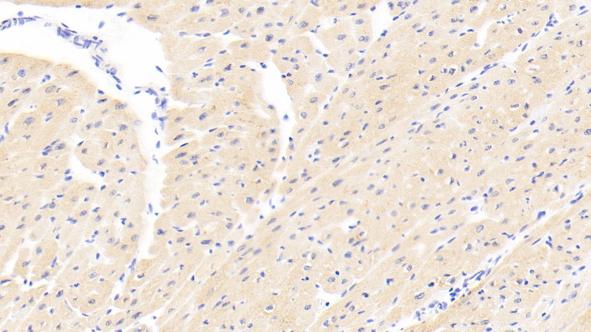 Poly ADP Ribose Polymerase 4 (PARP4) Human Polyclonal Antibody