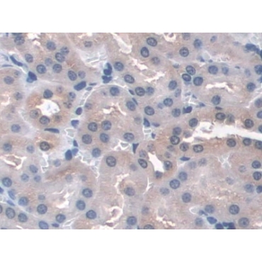 Glutathione Peroxidase 3, Plasma (GPX3) Mouse Polyclonal Antibody