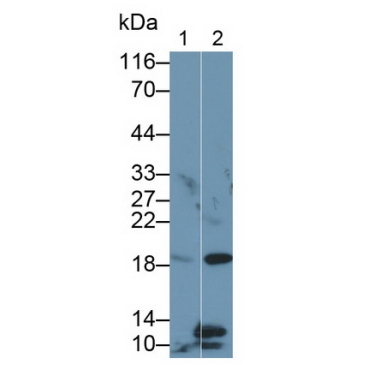 Glutathione Peroxidase 4 (GPX4) Mouse Polyclonal Antibody