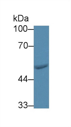 Phenylalanyl tRNA Synthetase 2, Mitochondrial (FARS2) Rat Polyclonal Antibody