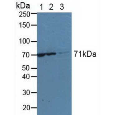 Lysyl tRNA Synthetase (KARS) Human Polyclonal Antibody