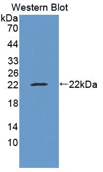 Lipocalin 13 (LCN13) Rat Polyclonal Antibody