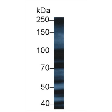 X-Ray Repair Cross Complementing 5 (XRCC5) Human Polyclonal Antibody