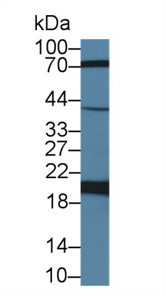 Ferritin, Heavy Polypeptide (FTH) Ovis aries; Ovine (Sheep) Polyclonal Antibody