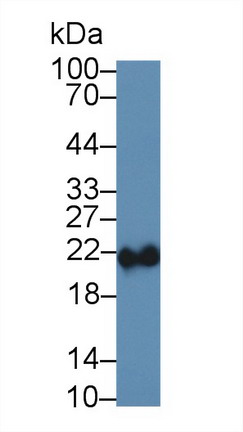 Ferritin, Heavy Polypeptide (FTH) Pig Polyclonal Antibody