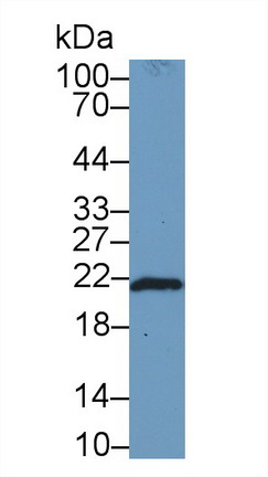 Ferritin, Heavy Polypeptide (FTH) Rat Polyclonal Antibody
