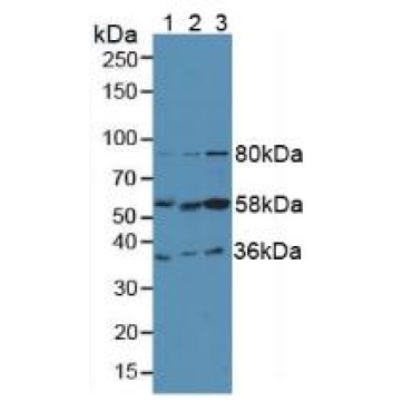 Fibrinogen Like Protein 1 (FGL1) Human Polyclonal Antibody