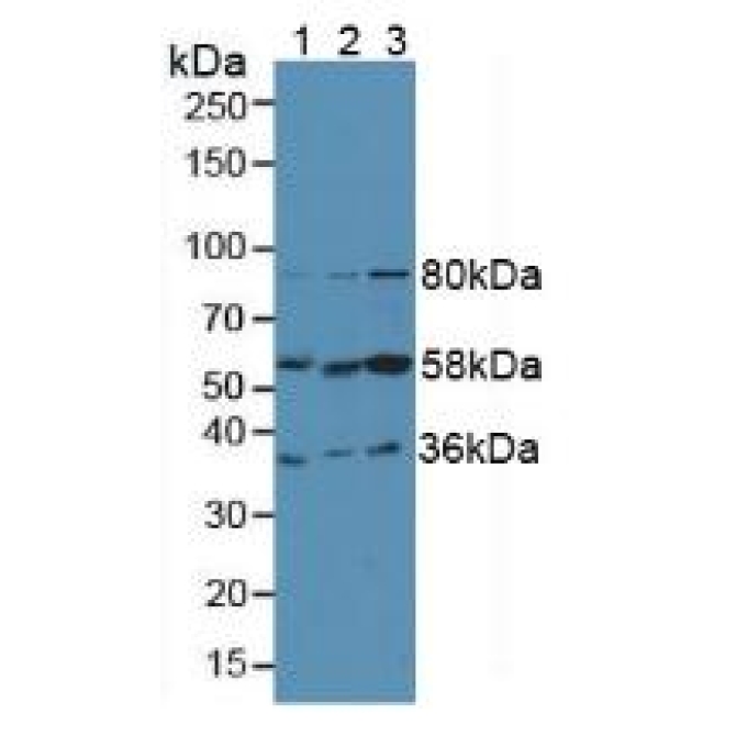 Fibrinogen Like Protein 1 (FGL1) Human Polyclonal Antibody