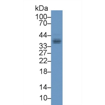Fibrinogen Like Protein 1 (FGL1) Mouse Polyclonal Antibody