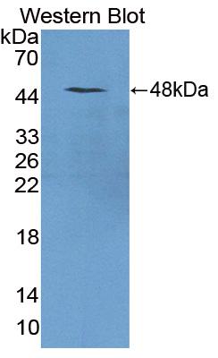 Triadin (TRDN) Mouse Polyclonal Antibody