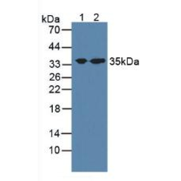 Syntaxin 1A, Brain (STX1A) Human Polyclonal Antibody