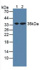 Syntaxin 1A, Brain (STX1A) Human Polyclonal Antibody