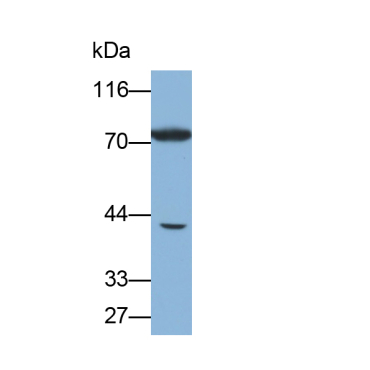 Heat Shock 70kDa Protein 6 (HSPA6) Human Polyclonal Antibody