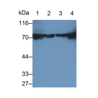 Heat Shock 70kDa Protein 8 (HSPA8) Bovine (Cattle) Polyclonal Antibody