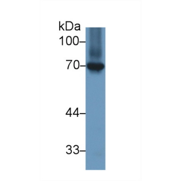 Heat Shock 70kDa Protein 8 (HSPA8) Chicken (Gallus) Polyclonal Antibody