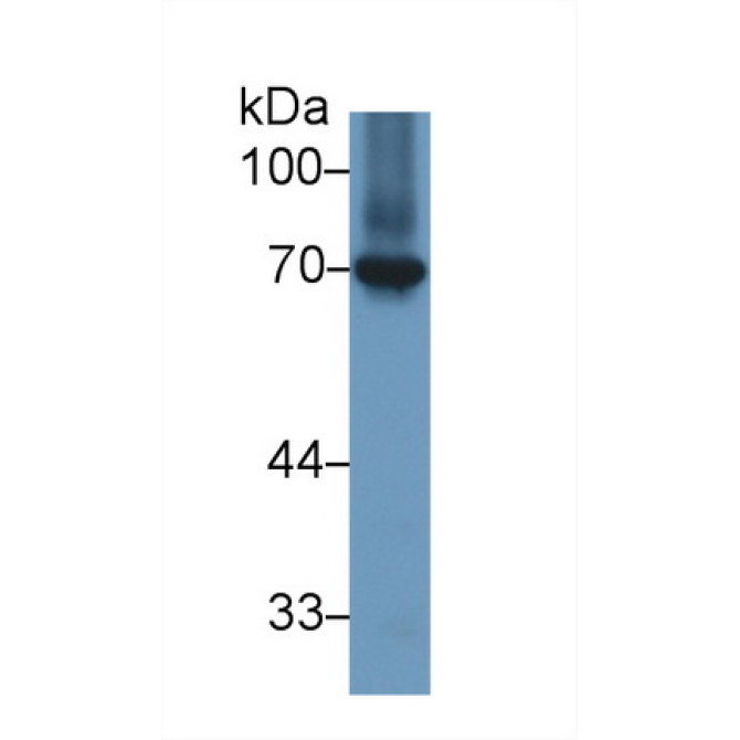 Heat Shock 70kDa Protein 8 (HSPA8) Chicken (Gallus) Polyclonal Antibody