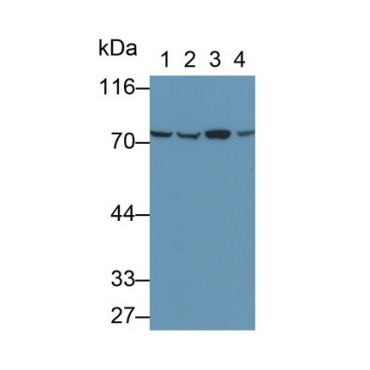 Heat Shock 70kDa Protein 8 (HSPA8) Human Polyclonal Antibody