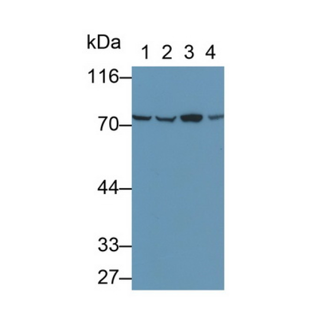Heat Shock 70kDa Protein 8 (HSPA8) Human Polyclonal Antibody