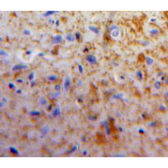 Apelin (APLN) Human Polyclonal Antibody