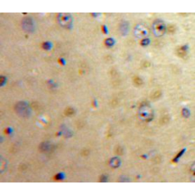 Apelin (APLN) Human Polyclonal Antibody