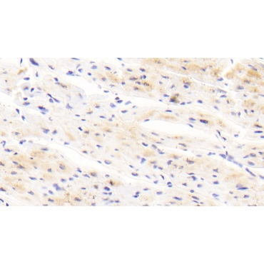 Apelin (APLN) Human Polyclonal Antibody