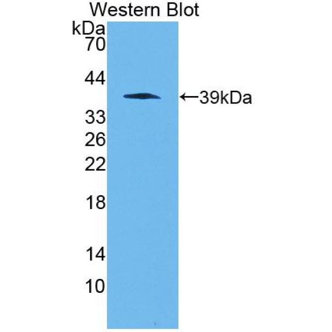 Apelin (APLN) Mouse Polyclonal Antibody