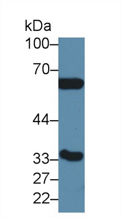 Carbonic Anhydrase IV (CA4) Mouse Polyclonal Antibody