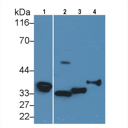 Carbonic Anhydrase IV (CA4) Rat Polyclonal Antibody