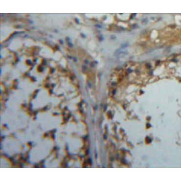Carbonic Anhydrase VB, Mitochondrial (CA5B) Human Polyclonal Antibody