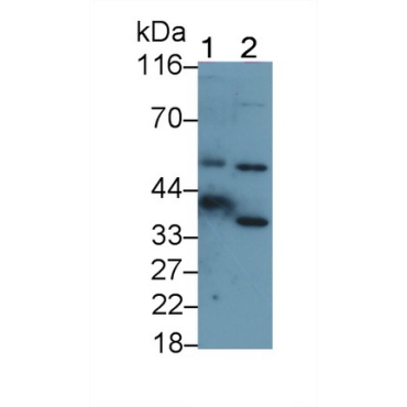 Carbonic Anhydrase VI (CA6) Mouse Polyclonal Antibody