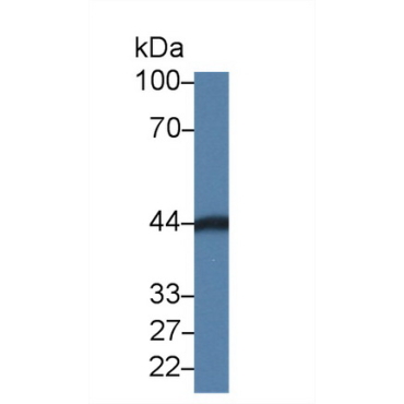 Carbonic Anhydrase VI (CA6) Mouse Polyclonal Antibody