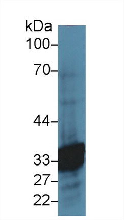 Carbonic Anhydrase VI (CA6) Rat Polyclonal Antibody