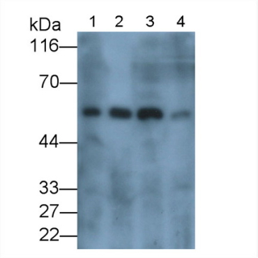 Carbonic Anhydrase IX (CA9) Mouse Polyclonal Antibody